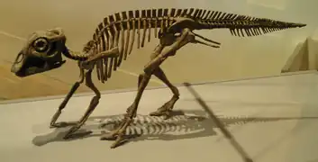 Esqueleto de un bebé de Maiasaura.