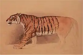 Estudio en acuarela de un tigre caminando