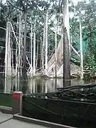 El bosque inundado
