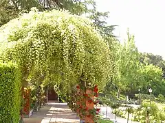 Rosal Banksiae 'Lutea' rampante y trepadores en la pérgola lateral.