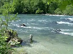 Rápidos con aguas bravas, cerca de las Rhine Falls