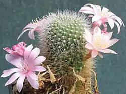 Rebutia kariusiana