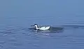 Avoceta (Recurvirostra avosetta) en las salinas.