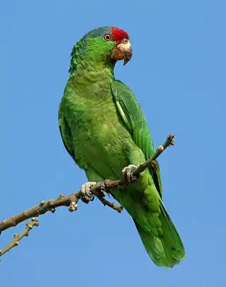 Algunos animales son asociados especialmente con el color verde, cómo este loro