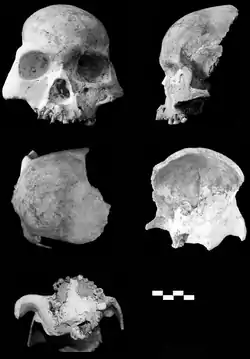 Fragmento de cráneo nombrado como Longlin 1. Se considera una subespecie de H. sapiens por algunos autores que no habría contribuido a nuestra especie.