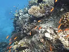 Arrecife coralino al norte de Marsa Alam