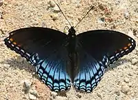 Limenitis arthemis astyanax vista dorsal (mimética)