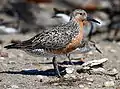 Playero rojizo(Calidris canutus).