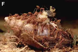 Hormigas aliméntandose del caracol gigante Lissachatina fulica