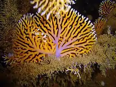 Distichopora sp - hydrocoral marino
