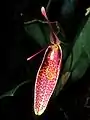 Restrepia roseola