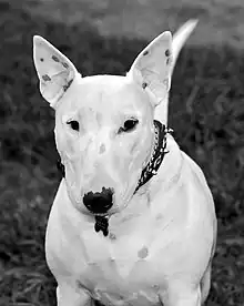 Es un primer plano de un Bull terrier, la foto esta en blanco y negro, el perro esta mirando de frente.