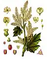 Rheum officinale Baill.