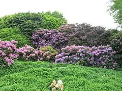 Rhododendrons (jardin des Plantes d'Avranches).