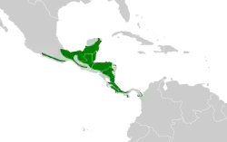 Distribución geográfica del picoplano de anteojos.