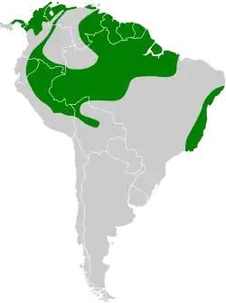 Distribución geográfica del picoplano oliváceo, incluyendo el picoplano equinoccial.