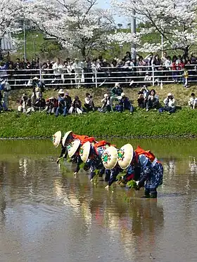 Trasplante de arroz en el festival del Santuario Katori en Katori