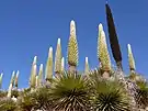 Puya Raimondi