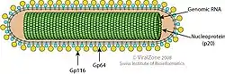 Cápside de la familia Roniviridae que infecta animales.