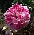 El cultivar 'Rockin' Robin' (1997), en el Inez Grant Parker Memorial Rose Garden, Balboa Park, San Diego, California.