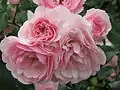 Rosa 'Bonica 82' Mailland en el jardín botánico principal de la Academia de Ciencias en Moscú (Rosarium).