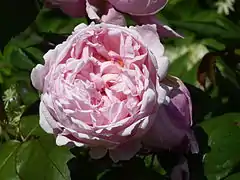 'Brother Cadfael', Austin 1990/ obtenida por el cruce de 'Charles Austin' x planta de semillero.