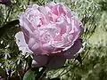 Rosa 'Brother Cadfael'en el Jardín  Botánico de la Universidad de Cambridge