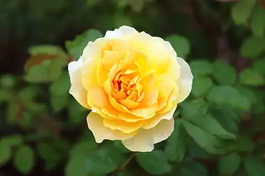 'Molineux' rosal arbustivo David Austin  (Reino Unido, 1994).
