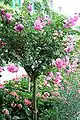 Rosa 'Centenaire de Lourdes' en el  jardín de Claude Monet en Giverny - Eure (Francia)