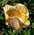 Rosa 'Golden Ophelia', B.R. Cant  1918.