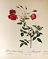 Rosa indica sertulata, antes de 1818.