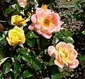 'Laura Ford' Warner 1989semillas: 'Anna Ford' 1980; polen: 'Elizabeth of Glamis' ® × ('Galway Bay' × 'Sutter's Gold')