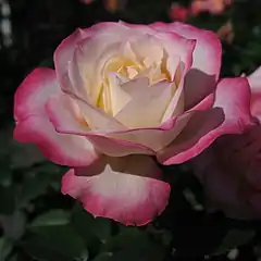 Rosa 'La Minuette', Lammerts 1969. En la Rosaleda Jingu, Uji-Nakanokiri Ise, Mie Japón.