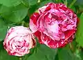 Rosa 'Peppermint Twist', Jack E. Christensen 1992. En la rosaleda San Jose Heritage Rose Garden.