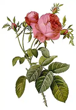 Rosa×centifolia (rosa de cien pétalos)