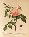 Rosa indica fragrans, antes de 1810.