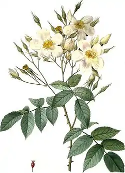 Rosa moschata (rosa mosqueta)