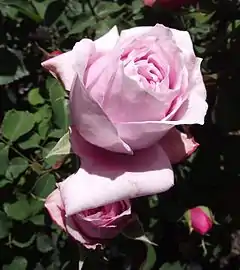 Rosa 'Pretty Jessica', Austin 1983 obtenida del cruce de Wife of Bath' x planta de semillero. En el Arboreto del condado de Los Angeles, Arcadia, California.