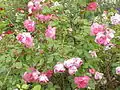 Rosa 'Centenaire de Lourdes'.