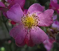 Rosa 'day dream'.