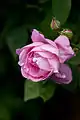 Rosa 'Mary Rose'.
