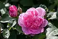 Rosa 'Mary Rose'.