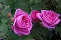 Grupo de rosas 'Gertrude Jekyll'
