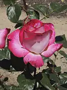 'Rose Gaujard' Gaujard 1958. HT. Color rojo cereza, reverso rosado pálido. Nombrado por Jean-Marie Gaujard, el criador, a sí mismo.