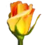 Logotipo de Rosegarden