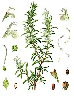 Salvia rosmarinus Spenn.