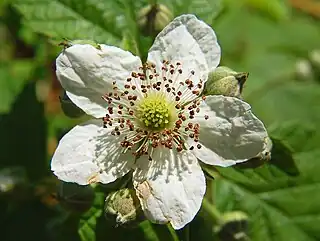 Los carpelos libres de Rubus formarán la unidad de la pluridrupa.