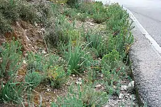 Euphorbia pithyusa creciendo en el arcén de la carretera del Coll de Sóller