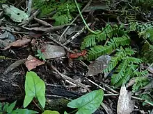 Native fauna of the Lacandon jungle (Crab)