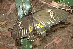 Mariposa Troides helena.